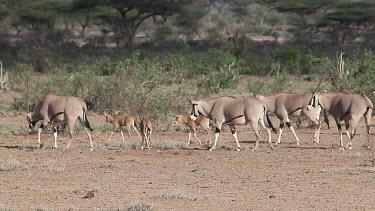 Beisa Oryx, oryx beisa, Group with Adults and Calf walking through Savanna, Masai Mara Park in Kenya, Real Time