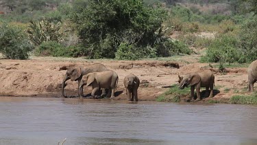 African Elephant, loxodonta africana, Group drinking at River, Samburu Park in Kenya, Real Time