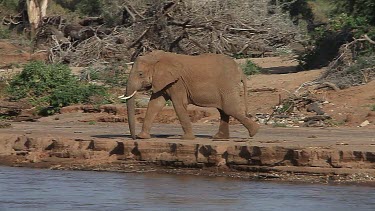 African Elephant, loxodonta africana, Adult and Calf drinking at River, Samburu Park in Kenya, Real Time