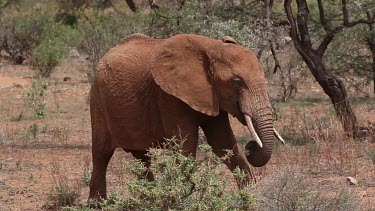 African Elephant, loxodonta africana, Adult eating and walking through Savanna, Samburu Park in Kenya, Real Time