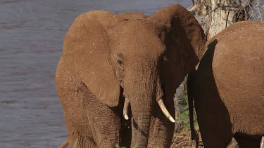 African Elephant, loxodonta africana, Adult coming from River, Samburu Park in Kenya, Real Time