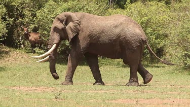 African Elephant, loxodonta africana, Adult walking through Savanna, Masai Mara Park in Kenya, Real Time