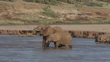 African Elephant, loxodonta africana, Adult and Calf crossing River, Spraying Water, Samburu Park in Kenya, Real Time