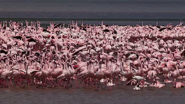 Lesser Flamingo, phoenicopterus minor, Group moving in Water, Colony at Bogoria Lake in Kenya, Real Time