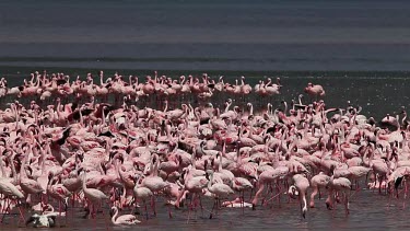 Lesser Flamingo, phoenicopterus minor, Group having Bath, Colony at Bogoria Lake in Kenya, Real Time