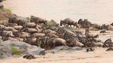 Blue Wildebeest, connochaetes taurinus, Herd Crossing Mara River during Migration, Masai Mara Park in Kenya, Real Time
