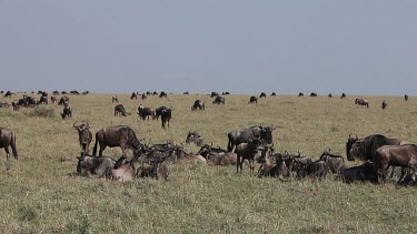 Blue Wildebeest, connochaetes taurinus, Herd laying down through Savanna during Migration, Masai Mara Park in Kenya, Real Time