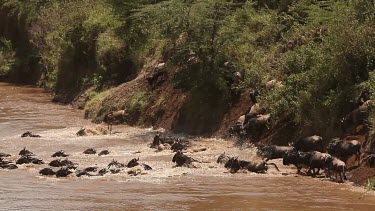 Blue Wildebeest, connochaetes taurinus, Herd Crossing Mara River during Migration, Masai Mara Park in Kenya, Real Time