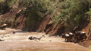 CM0033-GLHD-0050095 Blue Wildebeest, connochaetes taurinus, Herd Crossing Mara River during Migration, Masai Mara Park in Kenya, Real Time