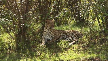 Leopard, panthera pardus, Adult laying on Grass, Grooming itself, Masai Mara Park in Kenya, Real Time