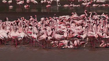 Lesser Flamingo, phoenicopterus minor, Group having Bath, Colony at Bogoria Lake in Kenya, Real Time