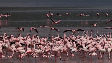 Lesser Flamingo, phoenicopterus minor, Group having Bath, Some in Flight, Colony at Bogoria Lake in Kenya, Real Time