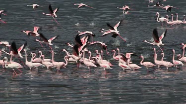 Lesser Flamingo, phoenicopterus minor, Group moving in Water, Some in Flight, Colony at Bogoria Lake in Kenya, Real Time