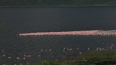 Lesser Flamingo, phoenicopterus minor, Group standing in Water, Colony at Bogoria Lake in Kenya, Real Time