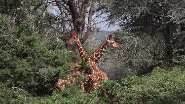 Reticulated Giraffe, giraffa camelopardalis reticulata, Adults fighting in Bush, Samburu Park in Kenya, Real Time