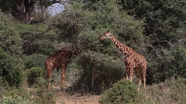 Reticulated Giraffe, giraffa camelopardalis reticulata, Adults walking in Bush, Samburu Park in Kenya, Real Time