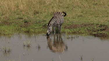 Burchell's Zebra, equus burchelli, Adult entering Water, Masai Mara Park in Kenya, Real Time