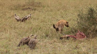 Spotted Hyena, crocuta crocuta, and African White Backed Vulture, gyps africanus, Group on a Kill, a Wildebeest, Masai Mara Park in Kenya, Real Time
