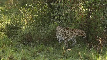 Leopard, panthera pardus, Adult walking in Bush, Masai Mara Park in Kenya, Real Time