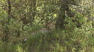 Leopard, panthera pardus, Adult laying on Grass, Grooming itself, Masai Mara Park in Kenya, Real Time