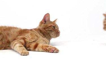 Red Tabby Domestic Cat, Female with Kitten against White Background, Slow motion
