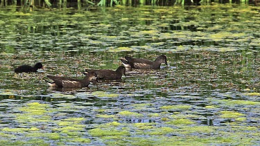 Common Moorhen or European Moorhen, gallinula chloropus, Immatures and Chick looking for Food, Pond in Normandy, Real Time