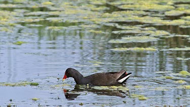 Common Moorhen or European Moorhen, gallinula chloropus, Adult with Chick looking for Fod, Pond in Normandy, Real Time