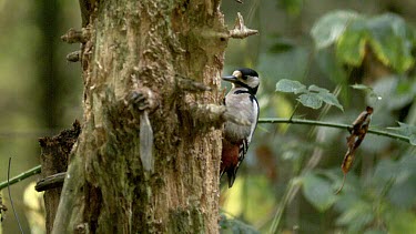 Great Spotted Woodpecker, dendrocopos major, Adult Looking for Food in Bark Tree, Normandy in France, Real Time