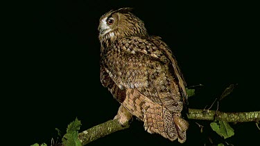 European Eagle Owl, asio otus, Adult standing on Branch, Normandy in France, Real Time