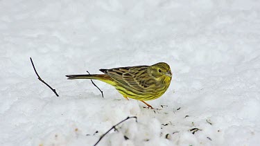 Yellowhammer, emberiza citrinella, Female eating Seeds in Snow, Normandy, Real Time