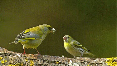 European Greenfinch, carduelis chloris, Male with Food in its Beak, attacking an Eurasian Siskin, carduelis spinus, Normandy, Real Time