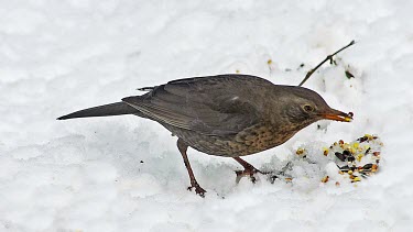 Blackbird, turdus merula, Female eating Seeds on snow, Normandy, real Time