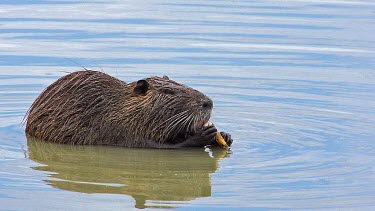 Nutria, myocastor coypus, Adult eating Bark of Branch, Camargue in the South East of France, Real Time