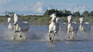 Camargue Horse, Herd Galloping Through Swamp, Saintes Marie de la Mer in The South of France, Real Time