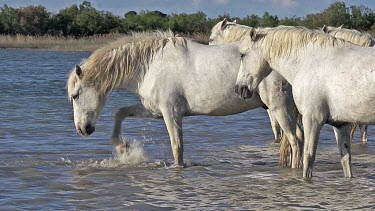 Camargue Horse, Herd standing in Swamp, Saintes Marie de la Mer in The South of France, Real Time