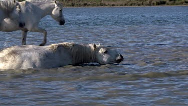 Camargue Horse Rollling in Swamp, Saintes Marie de la Mer in Camargue, in the South of France, Slow Motion