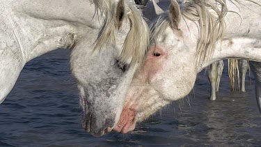Camargue Horse standing in Swamp, Saintes Marie de la Mer in The South of France, Real Time