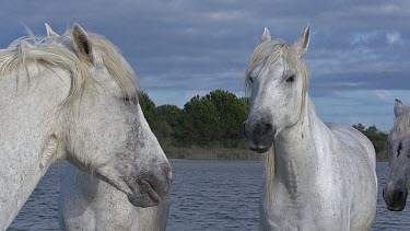 Camargue Horse, Group standing in Swamp, Saintes Marie de la Mer in The South of France, Real Time