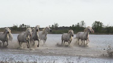 Camargue Horse, Herd Galloping through Swamp, Saintes Marie de la Mer in The South of France, Real Time