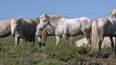 Camargue Horse, Herd Walking, Saintes Marie de la Mer in The South of France, Real Time