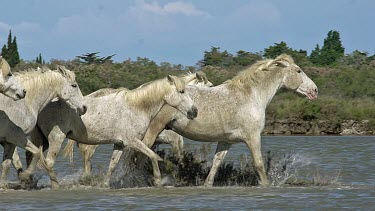 Camargue Horse, Herd walking through Swamp, Saintes Marie de la Mer in The South of France, Real Time