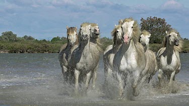 Camargue Horse, Herd Trotting through Swamp, Saintes Marie de la Mer in The South of France, Real Time
