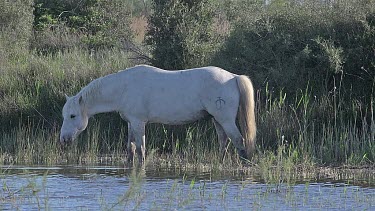Camargue Horse, Stallion walking through Swamp, Saintes Marie de la Mer in The South of France, Real Time