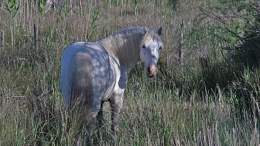 Camargue Horse, Stallion eating Grass in Swamp, Saintes Marie de la Mer in The South of France, Real Time