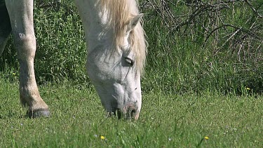Camargue Horse, Mare eating Grass, Saintes Marie de la Mer in The South of France, Real Time