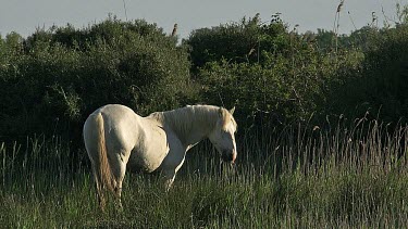 Camargue Horse, Stallion eating Grass, Saintes Marie de la Mer in The South of France, Real Time