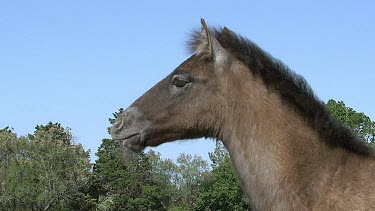Camargue Horse, Foal in Flehmen, Saintes Marie de la Mer in The South of France, Real Time