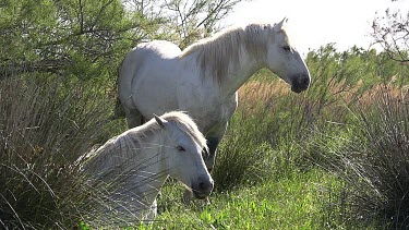 Camargue Horse, Mares, Saintes Marie de la Mer in The South of France, Real Time