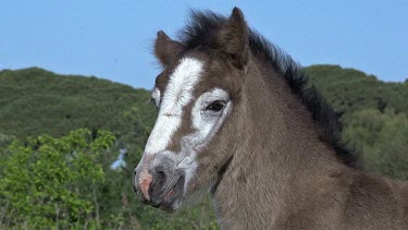 Camargue Horse, Portrait of Foal, Saintes Marie de la Mer in The South of France, Real Time