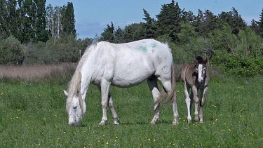 Camargue Horse, Mare and Foal, Saintes Marie de la Mer in The South of France, Real Time